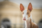 Ibizský podenco, foto: Shutterstock