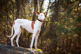 Ibizský podenco