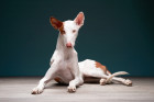 Ibizský podenco, foto: Shutterstock