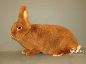 Novozélandský červený (Nč)