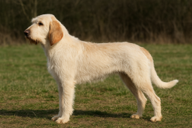 Istrijský hrubosrstý honič