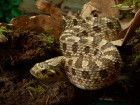 Heterodon nosatý