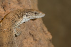 Varan Gillenův