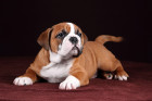 Kontinentální buldok - štěně, foto: Shutterstock