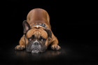 Kontinentální buldok, foto: Shutterstock
