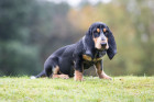 Modrý gaskoňský baset - štěně, foto: Shutterstock