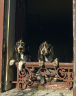 Modrý gaskoňský baset, foto: Shutterstock