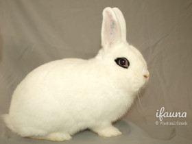 Hototský bílý (Hb)