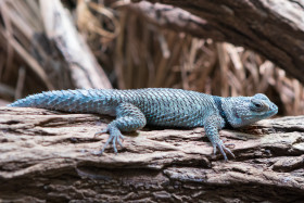 Leguánek modrý