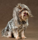 Ruská barevná bolonka, foto: Shutterstock