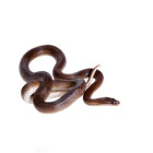 Boaedon lineatus