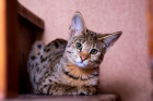 Savannah, generace F1 (jeden rodič kočka, druhý serval), foto: Shutterstock