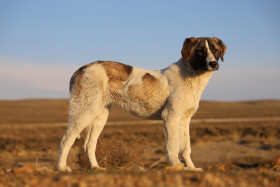 Rafeiro do Alentejo
