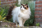 Ragdoll, foto: Shutterstock
