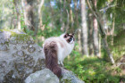 Ragdoll, foto: Shutterstock