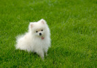 Pomeranian, foto: Shutterstock