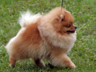 Pomeranian, foto: Shutterstock