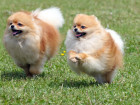 Pomeraniani, foto: Shutterstock