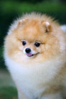 Pomeranian, foto: Shutterstock