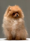 Pomeranian, foto: Shutterstock
