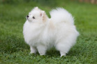 Pomeranian, foto: Shutterstock