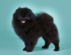 Pomeranian, foto: Shutterstock