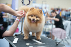 Pomeranian se může upravovat střihem (na pro FCI výstavy), zvláště v zámoří bývají velmi kreativní. Foto: Shutterstock