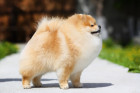Pomeranian