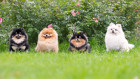 Pomeranian, foto: Shutterstock