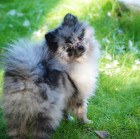 Pomeranian merle, foto: Shutterstock