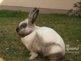 Sallander (Sall)
