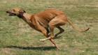 Greyhound, foto: Shutterstock