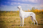 Greyhound, foto: Shutterstock