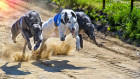 Greyhound, foto: Shutterstock