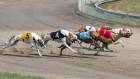Greyhound, foto: Shutterstock