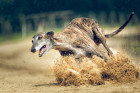 Greyhound, foto: Shutterstock