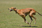 Greyhound, foto: Shutterstock