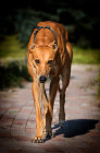 Greyhound, foto: Shutterstock