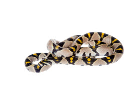 Užovka mandarínská