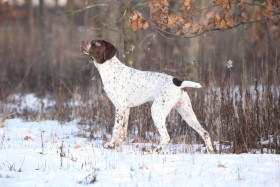 Francouzský ohař krátkosrstý