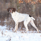 Francouzský krátkosrstý ohař, foto: Shutterstock