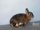 Zakrslý rex v barvě kastorexe, 0,1 oc. 95,0 b., výstava Ivančice, chov. T. Gráf, 2019