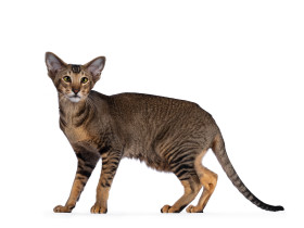 Orientální krátkosrstá kočka