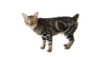 Americký bobtail, foto: Shutterstock