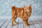 Americký bobtail, foto: Shutterstock