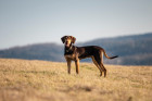Evropský saňový pes, foto: Shutterstock