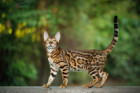 Bengálská kočka, foto: Shutterstock