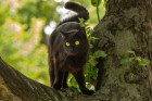 Bombajská kočka, foto: Shutterstock