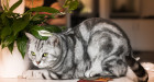 Britská krátkosrstá kočka, zbarvení Whiskas, foto: Shutterstock