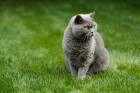 Britská krátkosrstá kočka, foto: Shutterstock